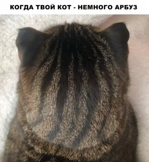 Смешная картинка №288355