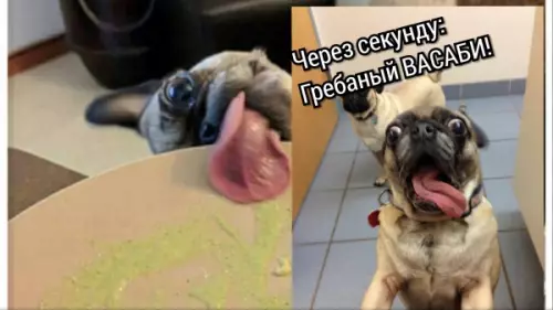 Смешная картинка №358474