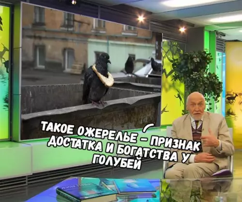 Смешная картинка №216271 Голубь