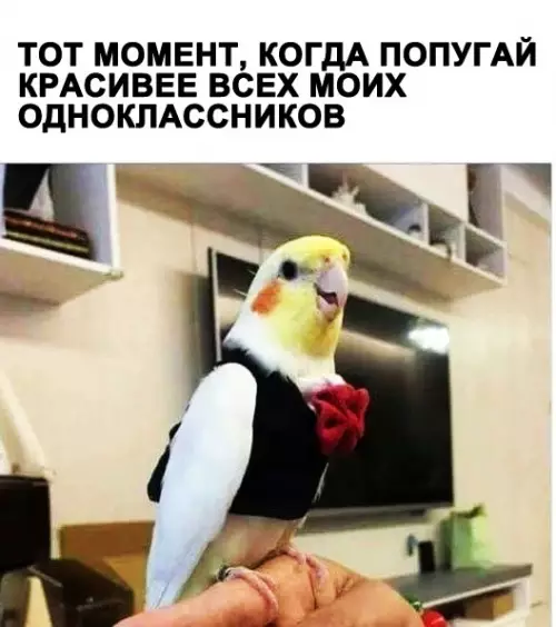 Смешная картинка №285176