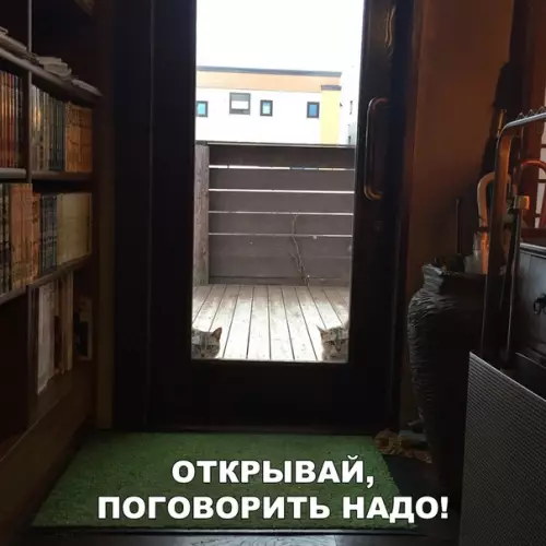 Смешная картинка №296047 кошки