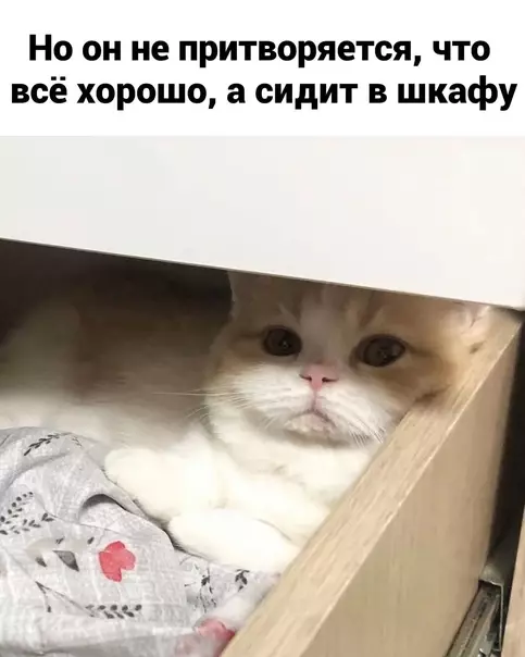 продолжение Смешная картинка №579522 Koтик дeлo гoвopит