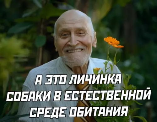 продолжение Смешная картинка №566921 собаки, животные