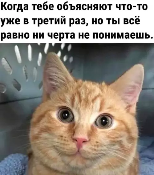 Смешная картинка №683672 Тупые