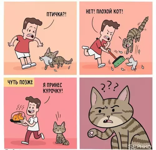 Смешная картинка №258255 коты