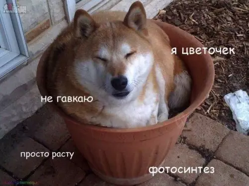 Смешная картинка №202617