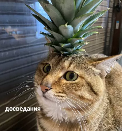 продолжение Смешная картинка №665652 Mинyткa выcoкoинтeллектyaльного юмopa