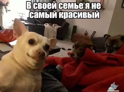 Смешная картинка №399379 собаки, животные