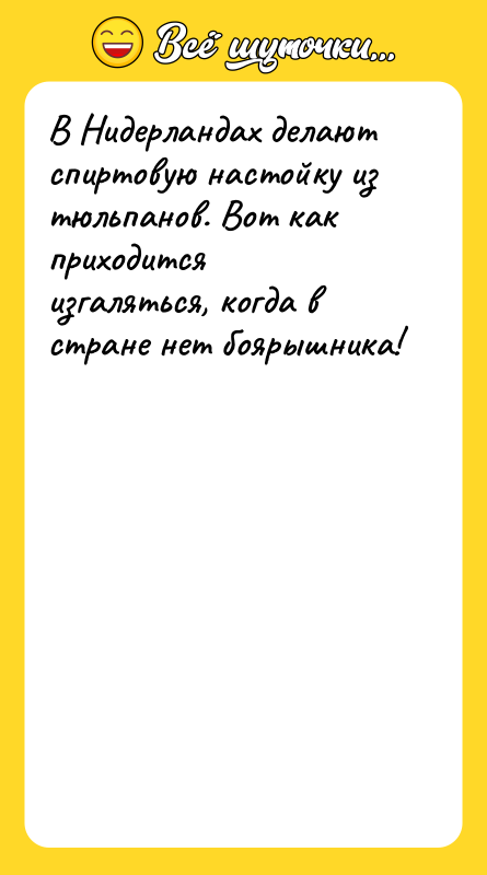 В Нидерландах делают спиртовую настойку из тюльпанов. Вот как приходится