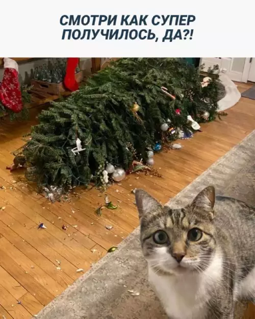 Смешная картинка №667625 коты