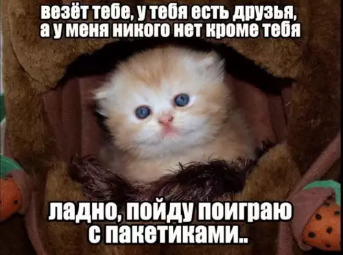 Грустный котик с пакетиками