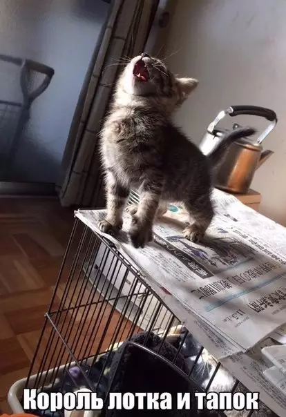 Смешная картинка №183676 кот, кошки, котята