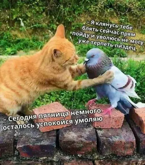Смешная картинка №661009