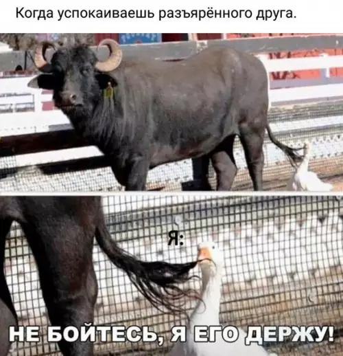 Смешная картинка №271621