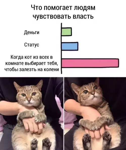 Смешная картинка №692190 коты