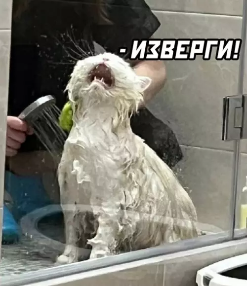 продолжение Смешная картинка №719291 Коты