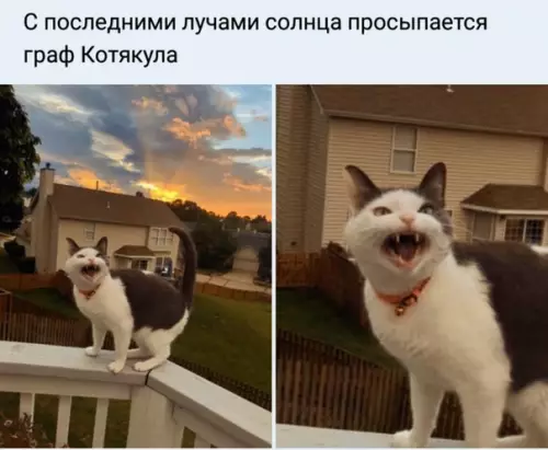 Смешная картинка №503946 Ужас на крыльях ночи