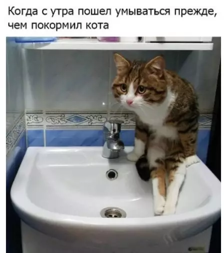 Смешная картинка №290159 кошки