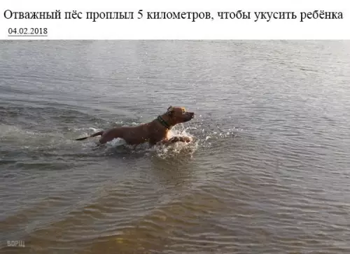 Смешная картинка №246402 Настоящий герой