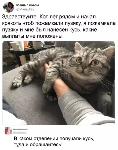 Смешная картинка №515855 Вам полагается сертификат двуногого раба? коты, кошки