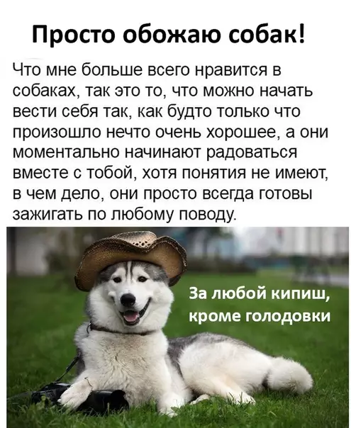 Смешная картинка №473990 Наши четвероногие друзья! собаки