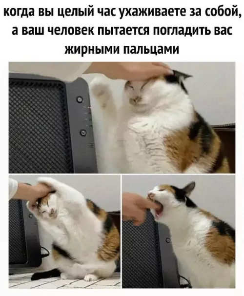 Смешная картинка №664870 коты