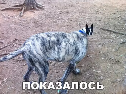 Смешная картинка №257152 Показалось