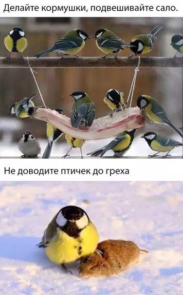 Смешная картинка №321276 зима