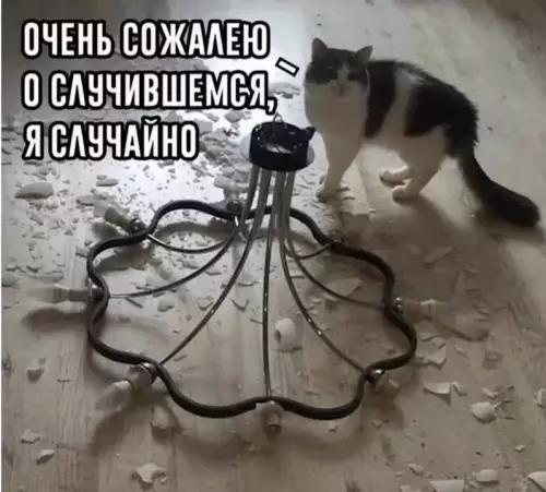 Смешная картинка №677098 коты