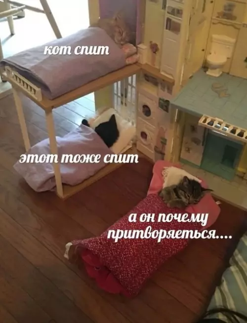 Смешная картинка №712889 коты