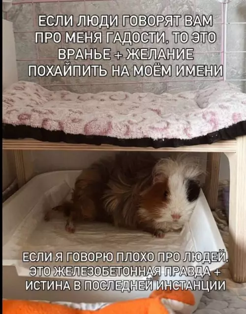 Король драмы и морская свинка 🐹✨ - ЕСЛИ ЛЮДИ ГОВОРЯТ ВАМ ПРО МЕНЯ ГАДОСТИ, ТО ЭТО ВРАНЬЕ