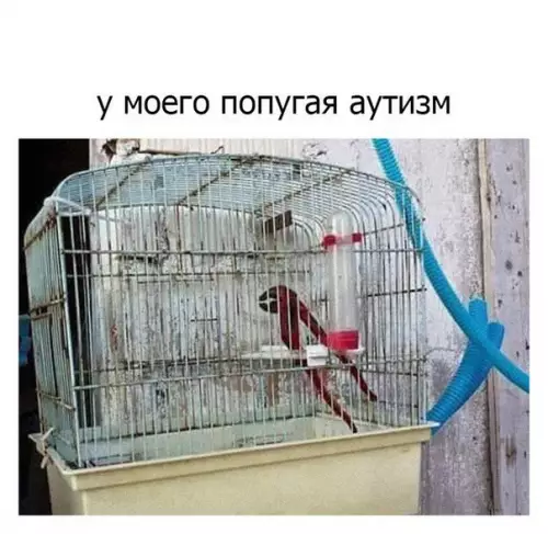 Смешная картинка №338859 попугаи