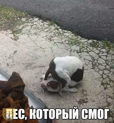 Смешная картинка №384304 #приколы #картинки #мемы ?