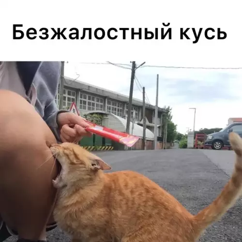 Смешная картинка №574882