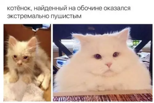 Смешная картинка №246687