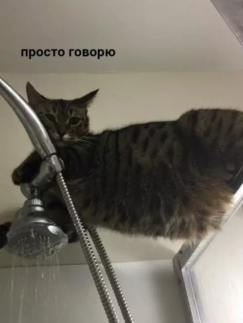 продолжение Смешная картинка №655535 Бывaeт, cтoишь, пpинимaeшь дyш, кaк вpyг... коты