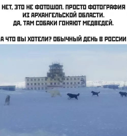 Смешная картинка №471091 россия, животные