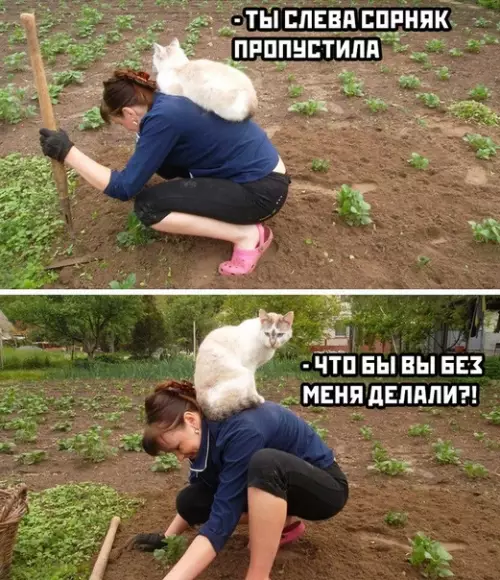 Смешная картинка №505668 Я и моя помощь кошки