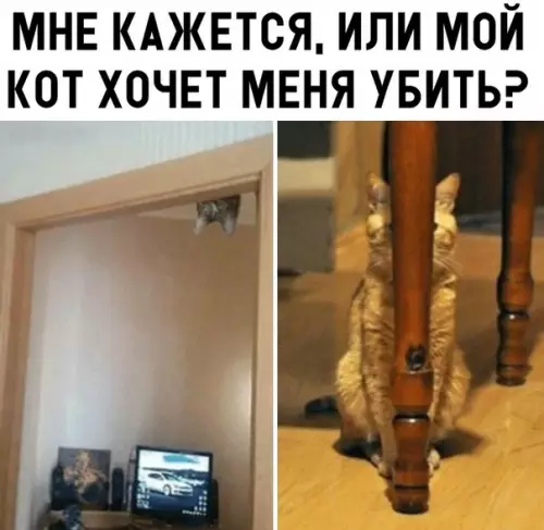 Смешная картинка №300169