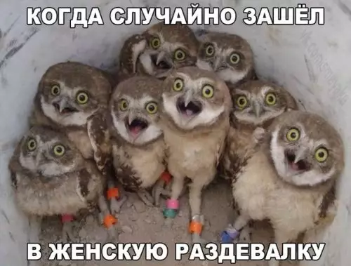 Смешная картинка №307504