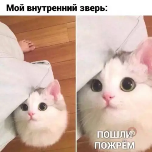 Смешная картинка №502364 Просыпается на закате ?