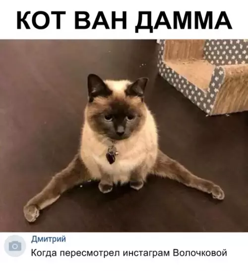 Смешная картинка №336926 коты