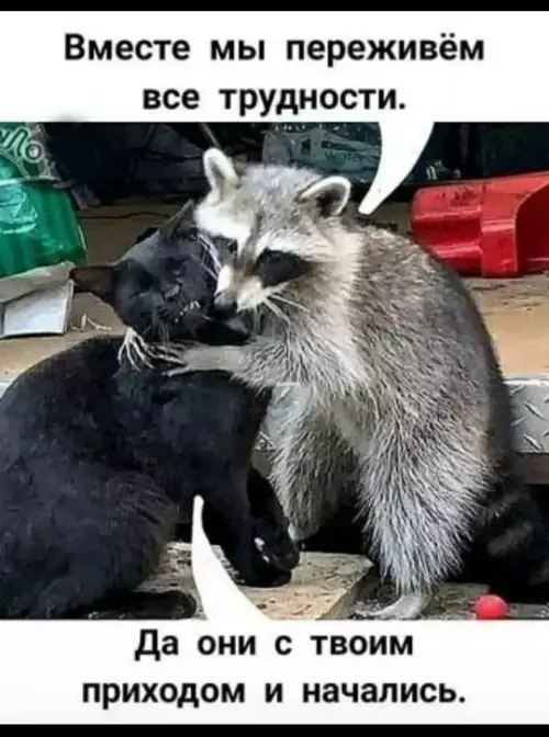 Смешная картинка №790619