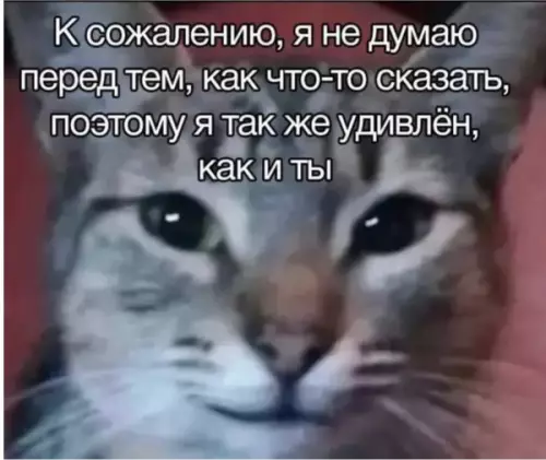 Удивлённый кот