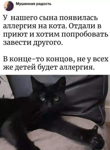 Смешная картинка №310480 кошки, дети