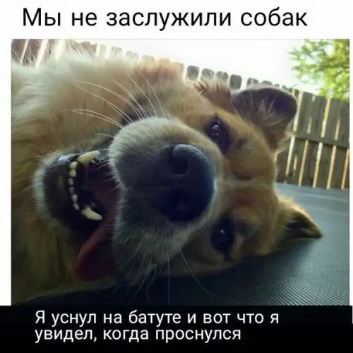 Смешная картинка №270794