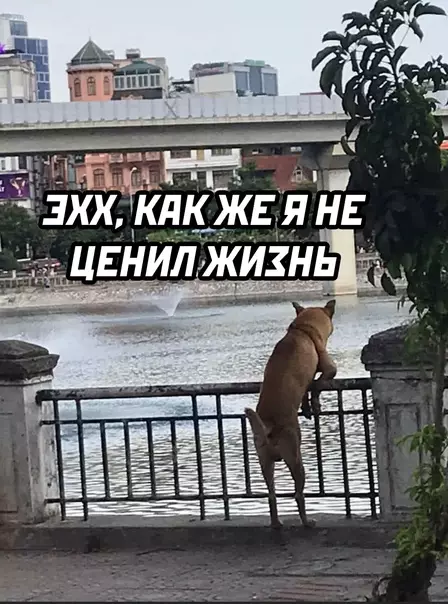 Смешная картинка №589199