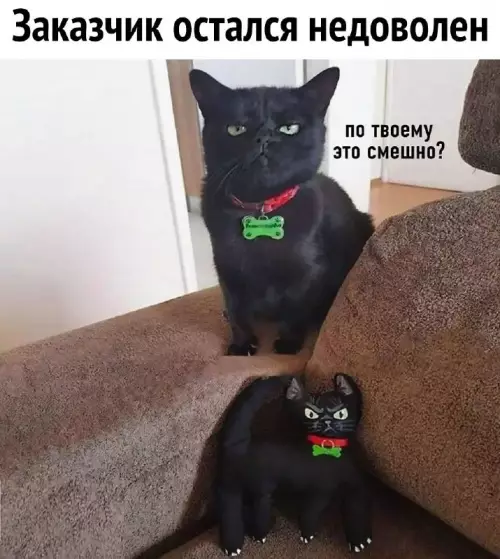 Смешная картинка №707140 коты
