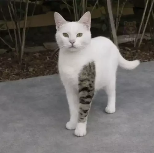 Кот с загадочным окрасом