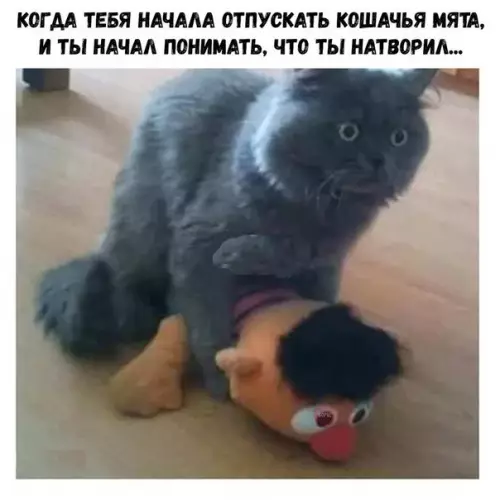Смешная картинка №271813 коты